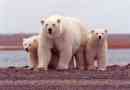 Koji je životni vijek bijelog medvjeda u prirodi i zatočeništvu?